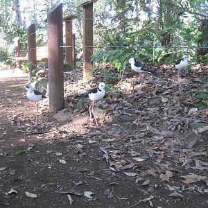 Forest Fringe Aviary interior