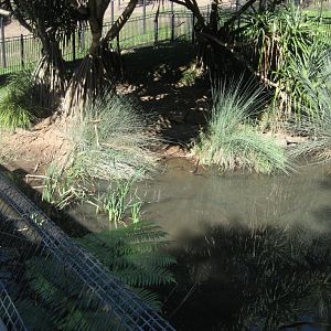 Freshwater Crocodile enclosure