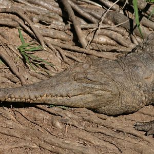 Freshwater Crocodile