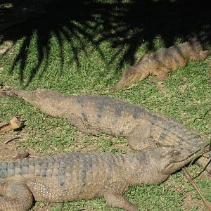 Freshwater Crocodiles
