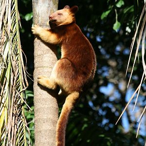Goodfellows Tree Kangaroo