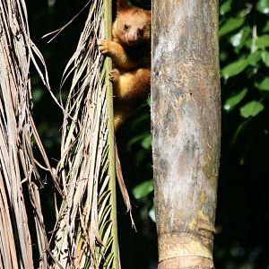 Goodfellows Tree Kangaroo joey