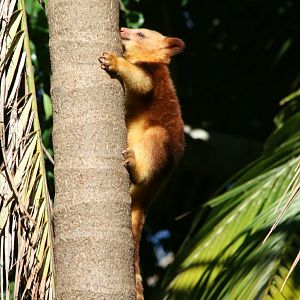 Goodfellows Tree Kangaroo joey