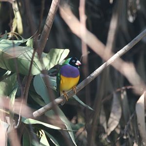 Gouldian Finch