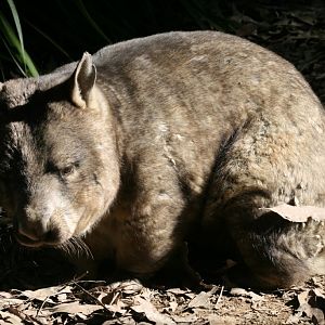 Hairy-nosed Wombat