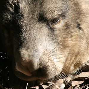 Hairy-nosed Wombat