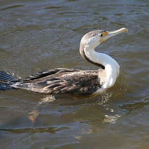 Pied Cormorant