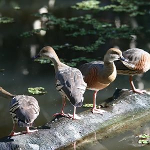 Plumed Whistling Ducks