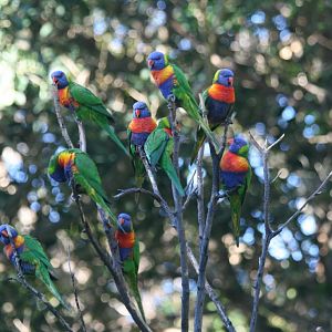 Rainbow Lorikeets