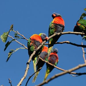 Rainbow Lorikeets