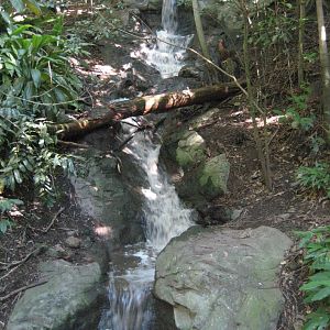 Rainforest Aviary interior
