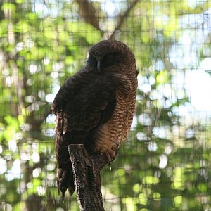 Rufous Owl