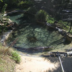 Saltwater Crocodile enclosure