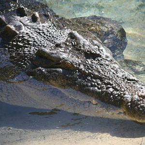 Saltwater Crocodile