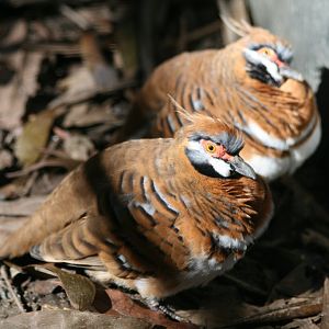 Spinifex Pigeons