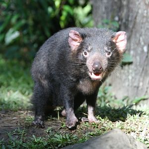 Tasmanian Devil