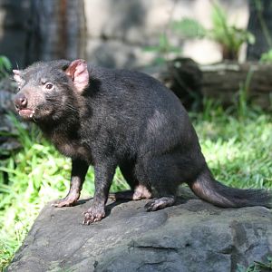 Tasmanian Devil