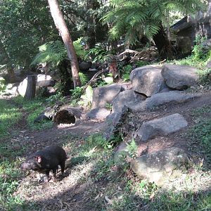 Tasmanian Devil enclosure