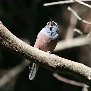 White-browed Woodswallow