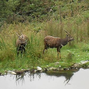 sitatunga 07/10