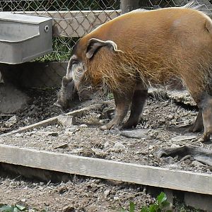 red river hog 07/10