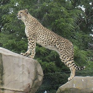 cheetah 07/10