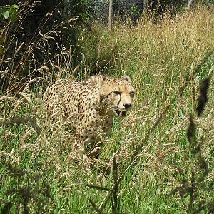 cheetah 07/10