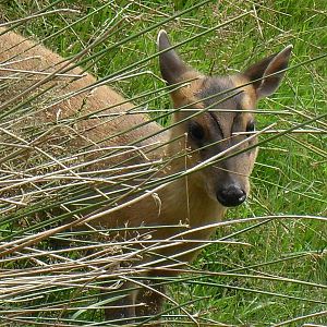 reeves muntjac 07/10