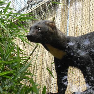 tayra 3 07/10