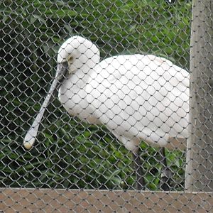 eurasian spoonbill 07/10