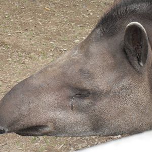 brazilian tapir 07/10