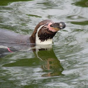 humboldt penguin 1 08/10