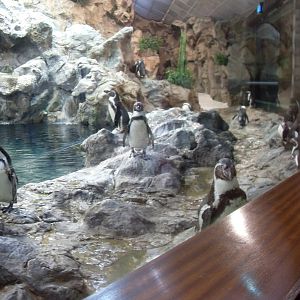 Subtropical Penguin Exhibit
