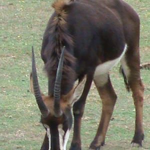 sable antelope 2 08/10