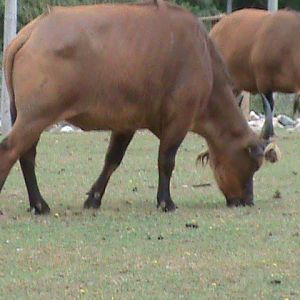 forest buffalo 08.10