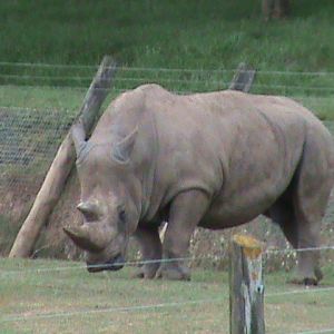 white rhinoceros 08/10