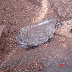 Desert Dome-American Badger