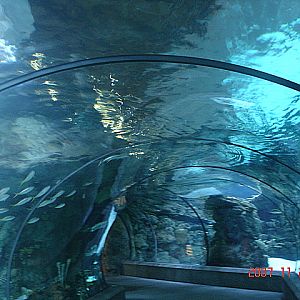 Scott Aquarium-Shark Tunnel