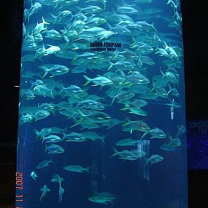 Scott Aquarium-Round Pompano