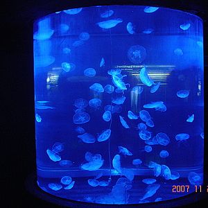 Scott Aquarium-Moon Jellyfish