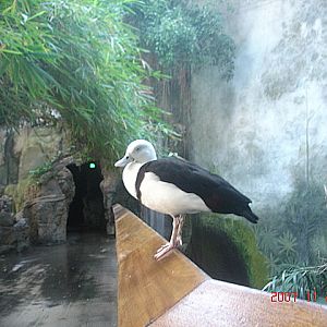 Lied Jungle-Radjah Shelduck