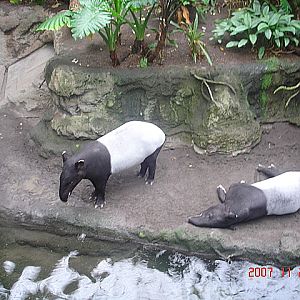 Lied Jungle-Malayan Tapir