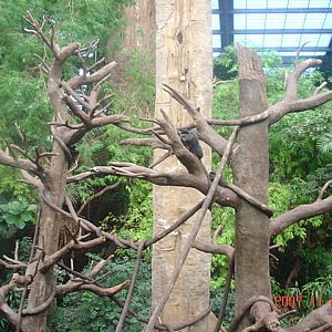 Lied Jungle-Blue Monkey