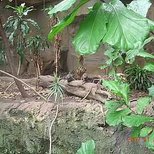 Lied Jungle-Spot-necked Otters
