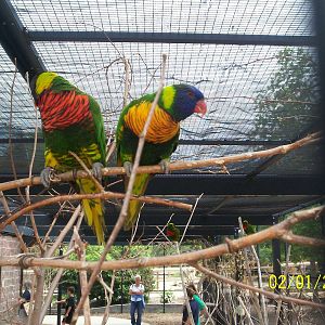 KidZone-Lorikeet Cage