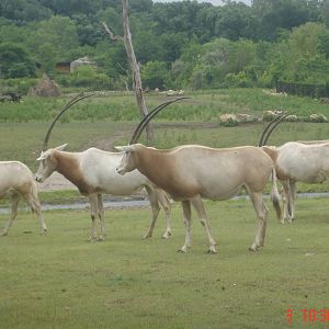 Africa-Scimitar Horned Oryxes