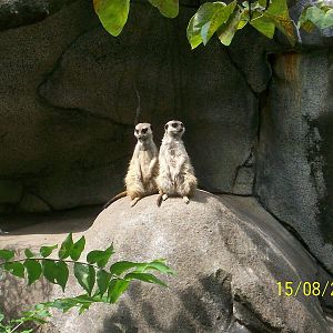 Africa-Meerkats