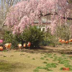 Bird Valley-Flamingos