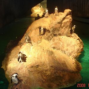 Penguins