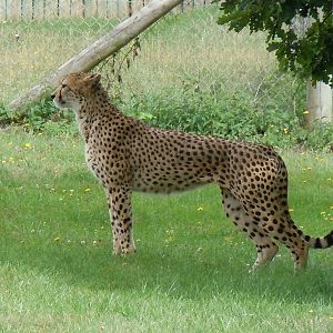cheetah 1 08/10